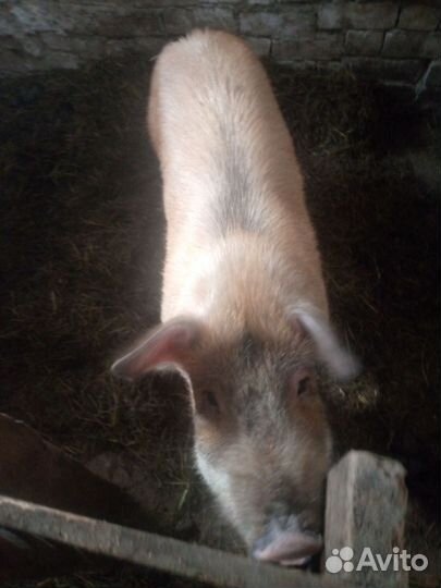 Хряк и свинья