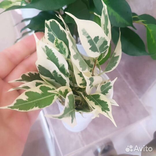 Фикусы срезы