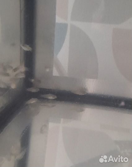 Коридорас пигмей