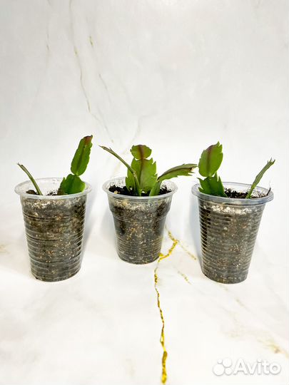 Декабрист (сорта Белый и Madame Butterfly)