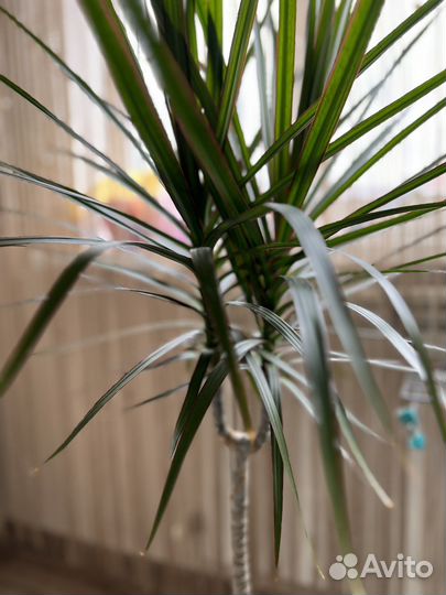 Пальма драцена