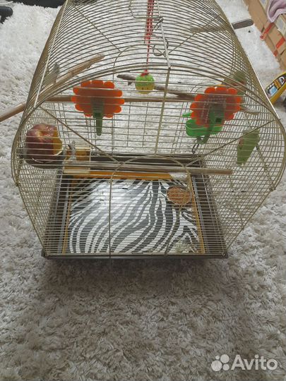 Клетка для среднего попугая