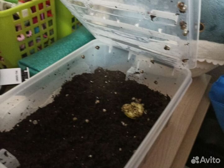 Улитки ахатины бесплатно