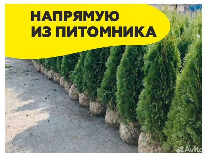 Туя смарагд оптом