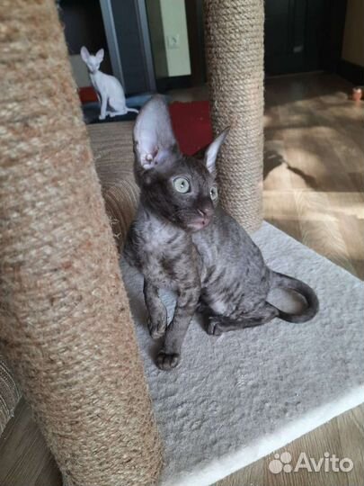 Котята Корниш рекс