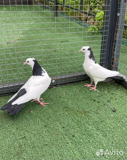 Голуби Бойные