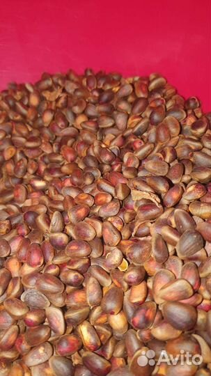 Кедровый орех литрами