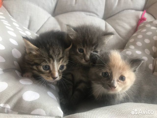Отдадим котят в хорошие руки купить в Москве | Животные и зоотовары | Авито