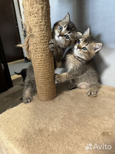Британские котята