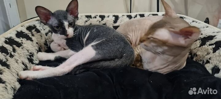 Котенок сфинкс браш