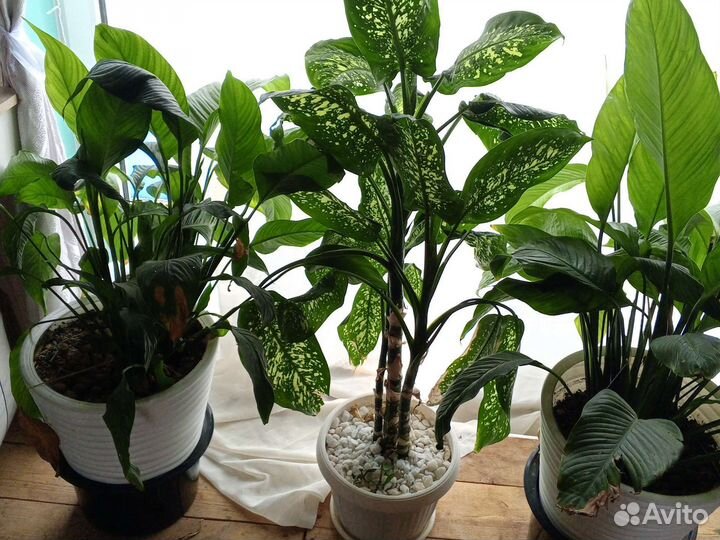 Диффенбахия, спатифилиум