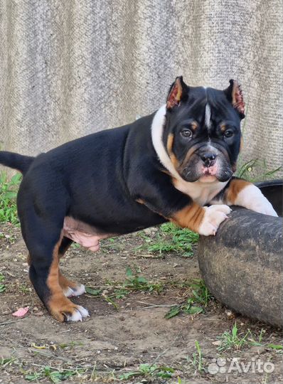 Американский булли мальчик