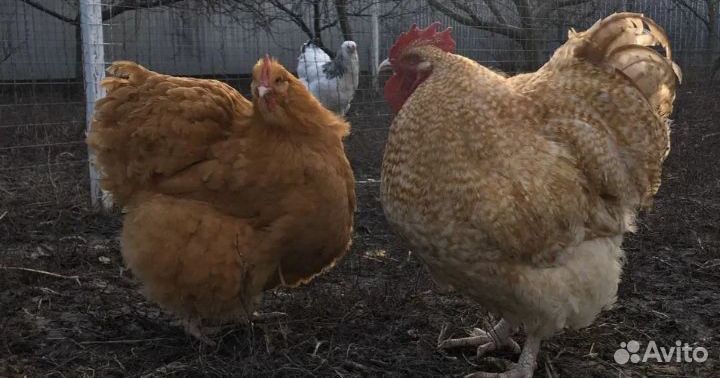 Петушки Орпингтон