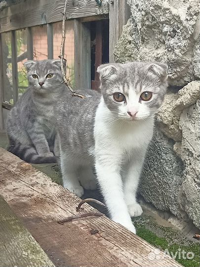 Шотландская вислоухая кошка бесплатно