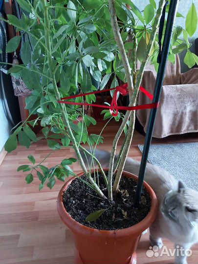 Комнатные цветы шефлера