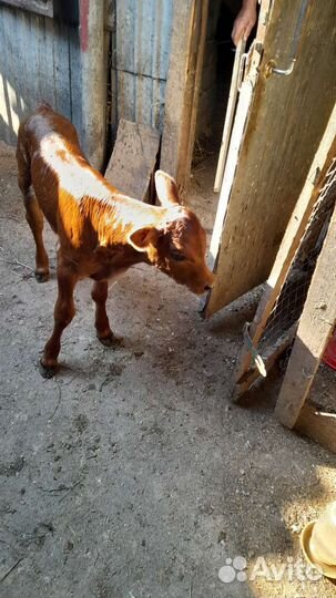 Продаю телочку