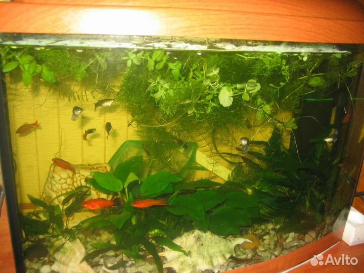 Рыбки, улитки