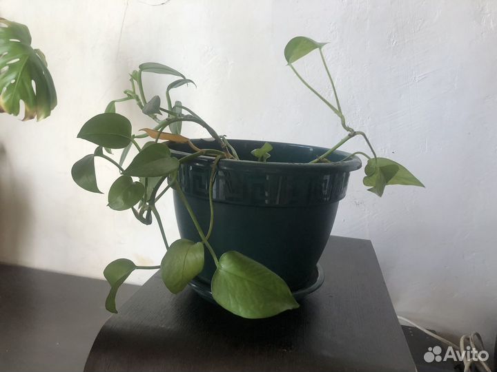 Лиана комнатные растения в центре монстера