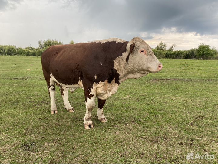 Быки герефорды