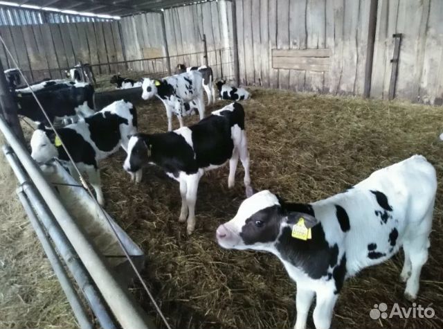 Телята - бычки отпоенные, тёлочки молочные. Доставка