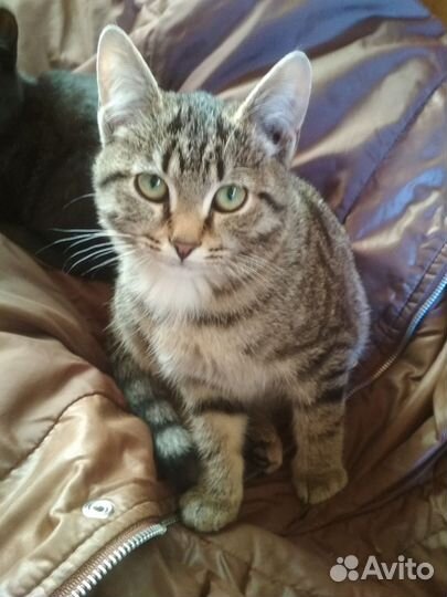 Котенок в дар бесплатно