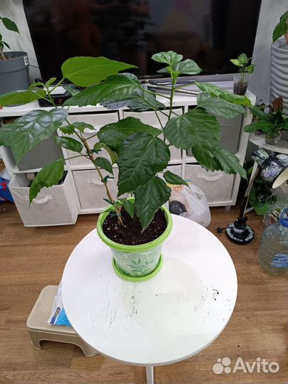 Цветы большие в горшках по 200