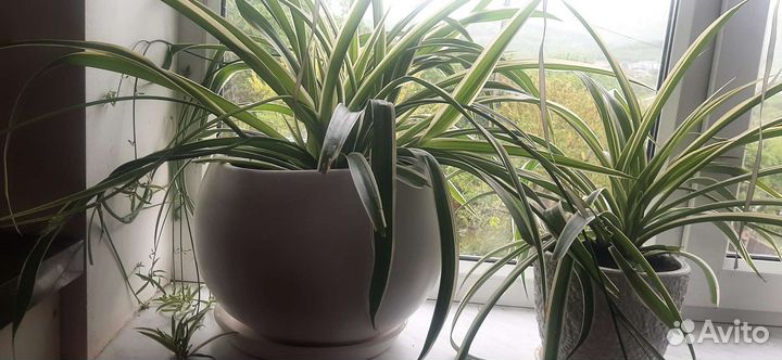 Хлорофитум хохлатый