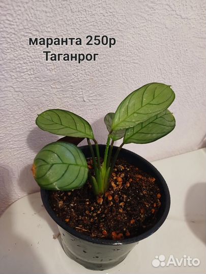 Комнатные цветы маранта