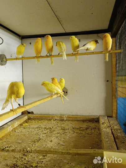 Кенара и канарейки