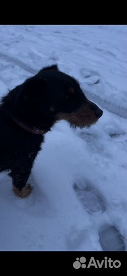 Вязка ягдтерьера