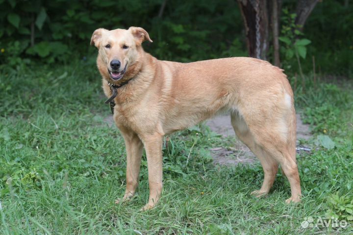 Собачка Дана