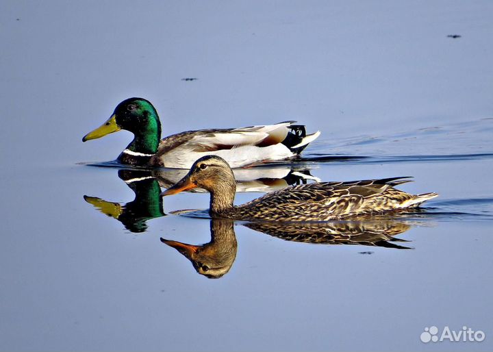 Утки подсадные для охоты