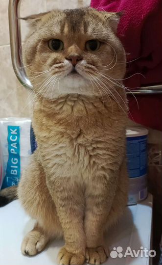 Красивый котик. Вязка