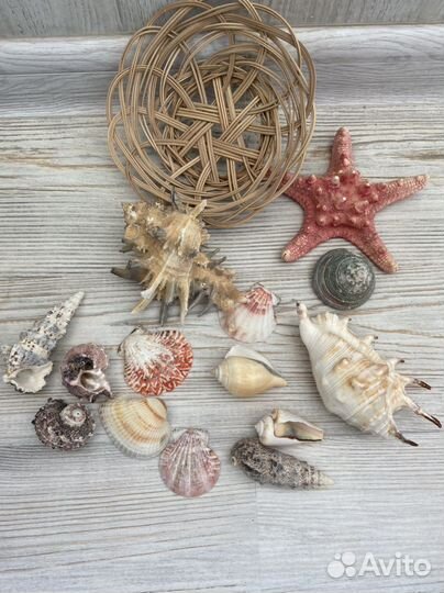 Морские ракушки набор, идеально на подарок