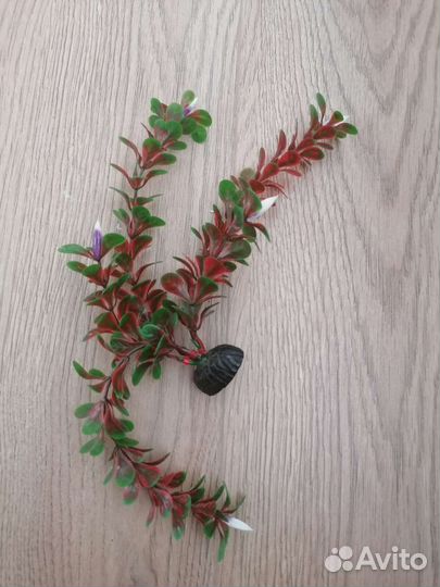 Растение для аквариума