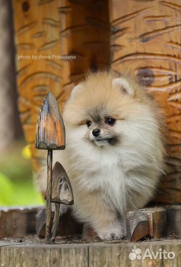 Померанский шпиц мини девочка