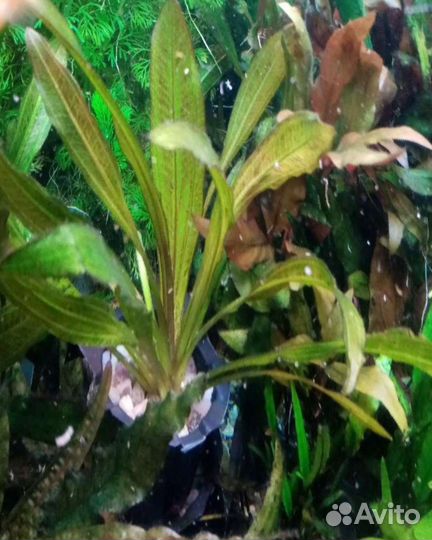 Аквариумные растения,грунт