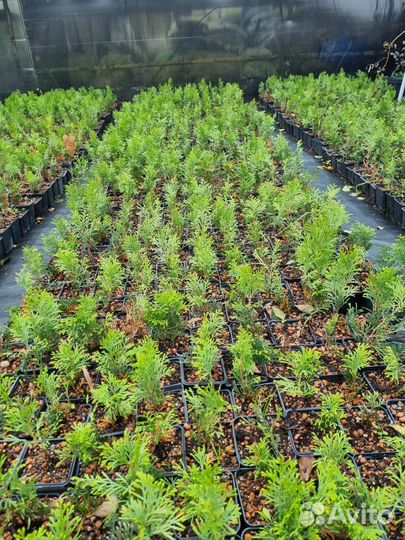 Чернозем,Грунт,Навоз Крс,Перегной 1/3г,от тонны