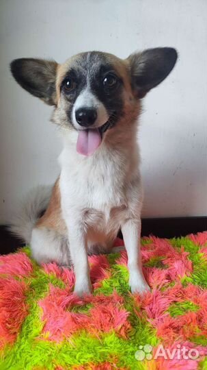 Малышка Трикси