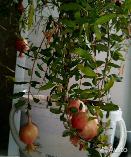 Гранат комнатный