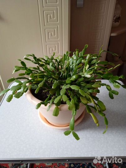 Декабрист розовый