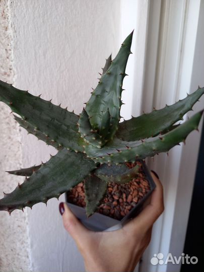 Крассула Хоббит,Алое Марлотта, Гастерия