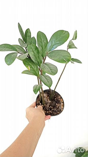 Замиокулькас Комнатные растения цветы