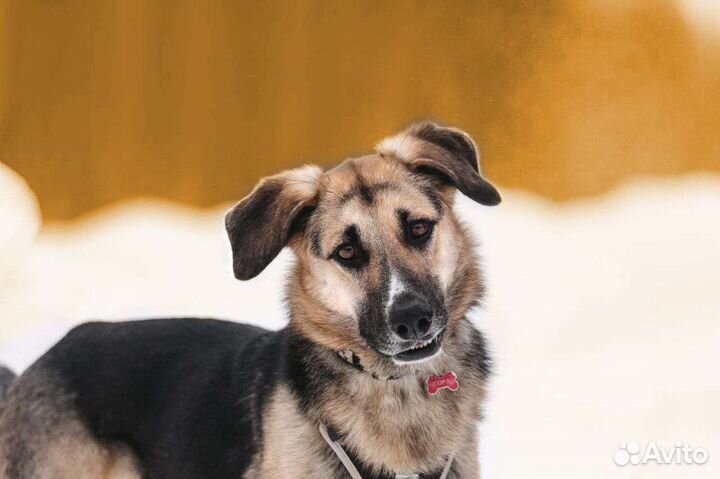 Собака, с надеждой и трепетом ищет дом