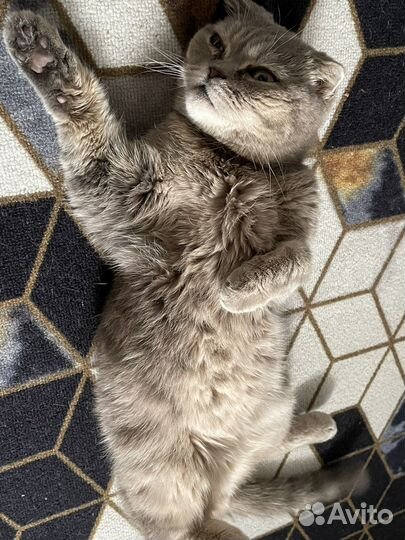 Кошка в дар