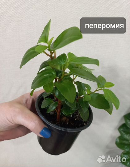 Комнатные растения цветы