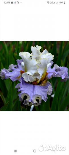 Ирис бородатый