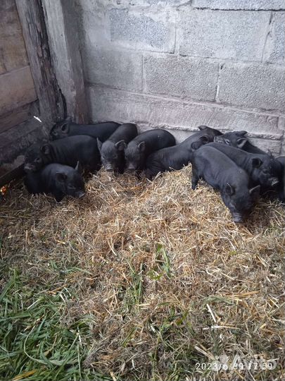 Вьетнамск вислобрюхий поросенок