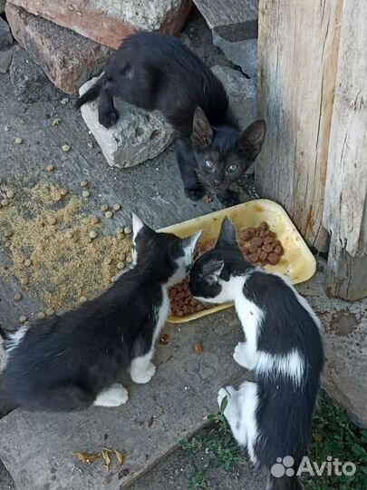 Бездомные котята ищут дом