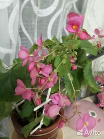 Бегония Глуар де Лорен